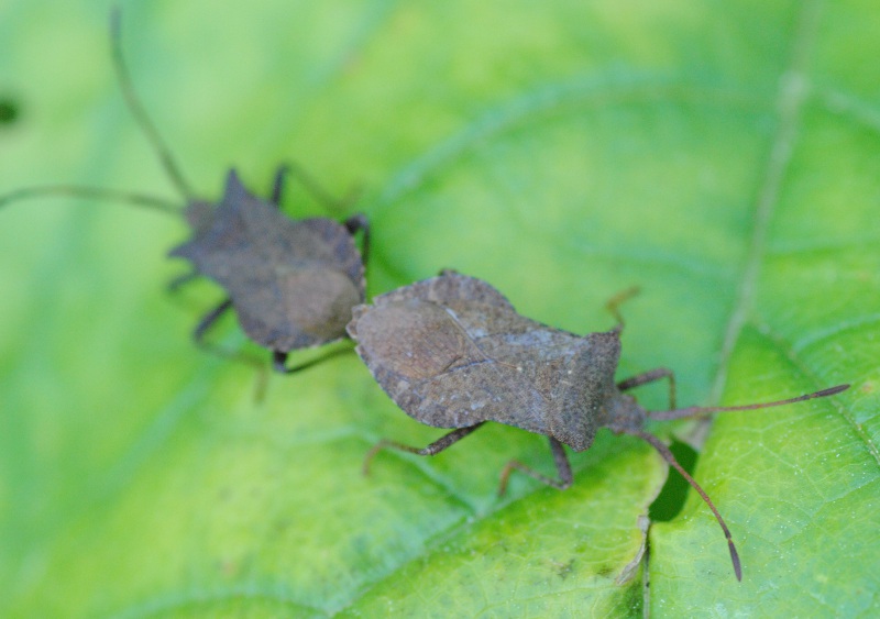 Coreidae: Coreus marginatus del Lazio (RM)